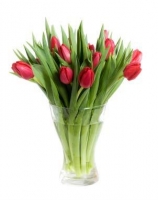 Tulipany w Czerwieni