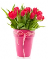 Pi�kne Tulipany