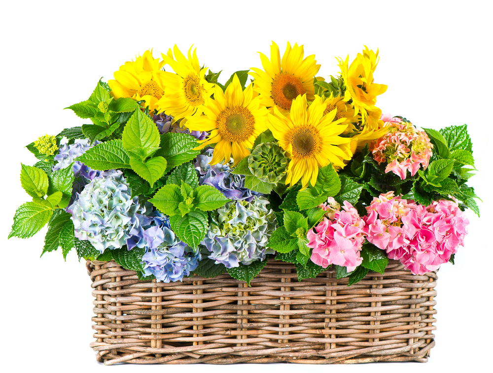Kwiaciarnia Bydgoszcz radzi: Które rośliny poprawią jakość powietrza w Twoim domu?