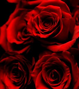 Kwiaty stabilizowane