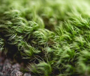 Kwiaty stabilizowane