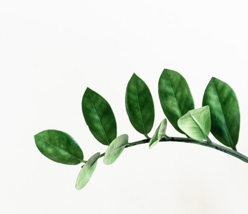 Zamiokulkas – niezniszczalna roślina domowa
