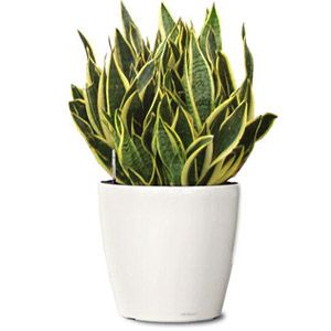 Sansevieria