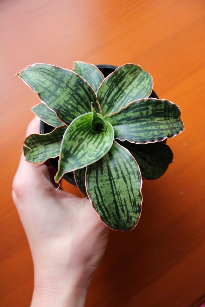 Sansewieria – piękna i wyrozumiała roślina ze stali