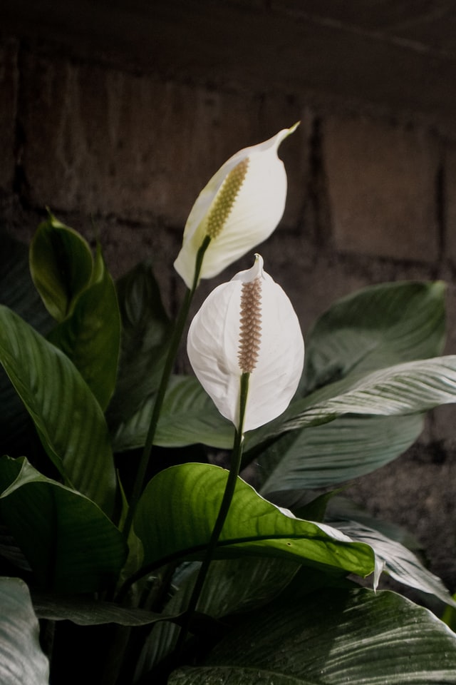 Skrzydłokwiat – wyjątkowa roślina o wyjątkowych właściwościach