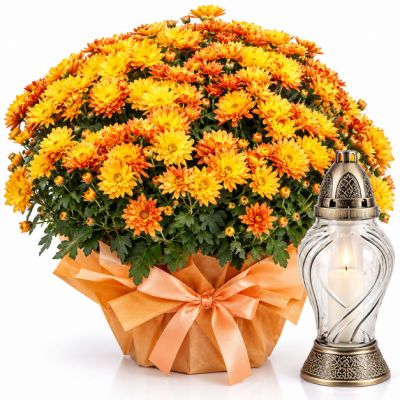 Chryzantema Orange i Znicz