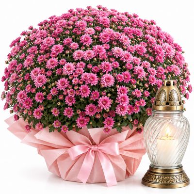 Chryzantema Pink ze Zniczem
