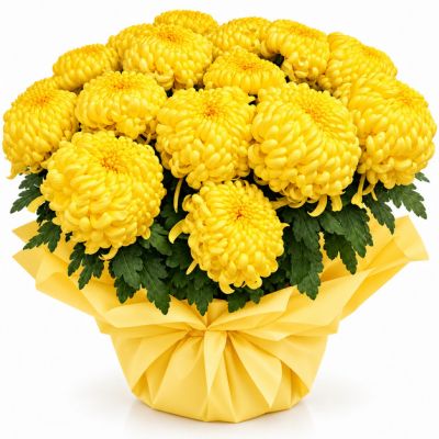 Pi�kna ��ta Chryzantema
