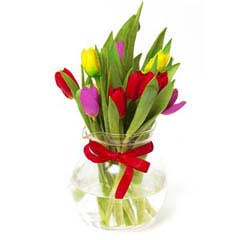 9 Kolorowych Tulipanów