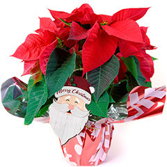Gwiazda Santa