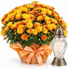 Chryzantema Orange i Znicz