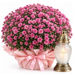Chryzantema Pink ze Zniczem