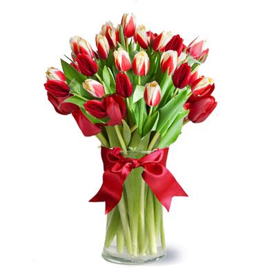 Tulipany w Czerwieni i Bieli